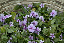 Rosy Periwinkle (Catharanthus roseus) leaves and flowers used for anti-cancer medicine, Berenty Private Reserve, Madagascar