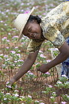 Rosy Periwinkle (Catharanthus roseus) being harvested by Malagasy woman, leaves and flowers used for anti-cancer medicine, Berenty Private Reserve, Madagascar