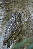 Malagasy Scops-Owl (Otus rutilus) portrait, Berenty Private Reserve, Madagascar