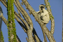 Verreaux's Sifaka (Propithecus verreauxi) sitting in Madagascan Ocotillo (Alluaudia procera) sticking out tongue, vulnerable, Berenty Private Reserve, Madagascar
