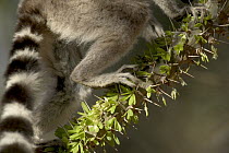 Ring-tailed Lemur (Lemur catta) close up of tail climbing on a spiny tree, vulnerable, Berenty Private Reserve, Madagascar