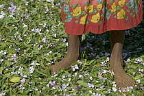 Rosy Periwinkle (Catharanthus roseus) leaves and flowers used for anti-cancer medicine, Berenty Private Reserve, Madagascar