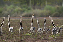 Ring-tailed Lemur (Lemur catta) drought year forces troops to look for flowers in sisal fields, vulnerable, Berenty Private Reserve, Madagascar