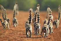 Ring-tailed Lemur (Lemur catta) troop walking down dirt road, vulnerable, Berenty Private Reserve, Madagascar