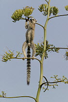 Ring-tailed Lemur (Lemur catta) feeding on Sisal (Agave sisalana) flowers, vulnerable, Berenty Reserve, Madagascar