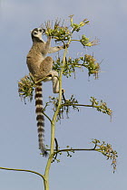 Ring-tailed Lemur (Lemur catta) feeding on Sisal (Agave sisalana) flowers, vulnerable, Berenty Reserve, Madagascar