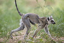 Ring-tailed Lemur (Lemur catta) mother and baby showing hair loss (alopecia) due to poisoning from Central American introduced Lead Tree (Leucaena leucocephala) vulnerable, Berenty Private Reserve, Ma...