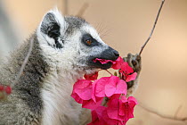 Ring-tailed Lemur (Lemur catta) eating a flower, vulnerable, Berenty Private Reserve, Madagascar
