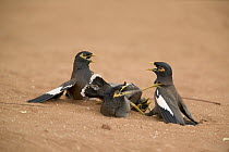 Common Myna (Acridotheres tristis) fight between two couples, introduced species, southern Madagascar