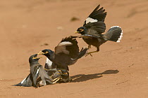 Common Myna (Acridotheres tristis) fight between two couples, introduced species, southern Madagascar