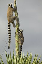 Ring-tailed Lemur (Lemur catta) pair climbing Aloe (Aloe vahombe) vulnerable, Berenty Private Reserve, Madagascar