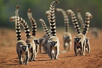 Ring-tailed Lemur (Lemur catta) troop walking down dirt road, vulnerable, Berenty Private Reserve, Madagascar