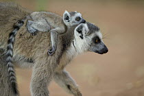 Ring-tailed Lemur (Lemur catta) baby riding on mother's back, vulnerable, Berenty Private Reserve, Madagascar