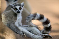 Ring-tailed Lemur (Lemur catta) portrait, vulnerable, Berenty Private Reserve, Madagascar