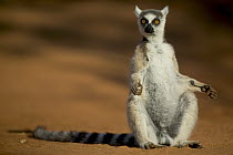 Ring-tailed Lemur (Lemur catta) male warming himself in the sun, vulnerable, Madagascar