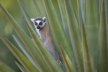 Ring-tailed Lemur (Lemur catta) peeking out from Aloe (Aloe vahombe) leaves, vulnerable, Berenty Private Reserve, Madagascar
