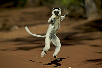 Verreaux's Sifaka (Propithecus verreauxi) jumping across open ground, vulnerable, Berenty Private Reserve, Madagascar