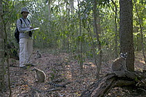 Andrianome Vonjy Nirin, a Malagasy researcher studies impact of Lead Tree (Leucaena leucocephala) on the Ring-tail Lemur (Lemur catta). Plant is suspected of poisoning lemurs, Berenty Private Reserve,...