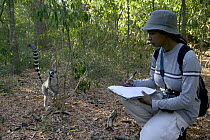 Andrianome Vonjy Nirin, a Malagasy researcher studies impact of Lead Tree (Leucaena leucocephala) on the Ring-tail Lemur (Lemur catta). Plant is suspected of poisoning lemurs, Berenty Private Reserve,...
