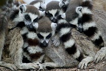 Ring-tailed Lemur (Lemur catta) group huddles for warmth as they sleep, vulnerable, Berenty Private Reserve, Madagascar
