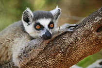Ring-tailed Lemur (Lemur catta) resting on a tree branch, vulnerable, Berenty Private Reserve, Madagascar
