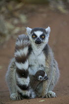 Ring-tailed Lemur (Lemur catta) mother with baby, vulnerable, Berenty Private Reserve, Madagascar