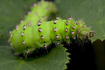 Emperor Moth (Pavonia pavonia) caterpillar crawling on leaf, Bourgogne, France