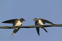 Barn Swallow (Hirundo rustica) parent feeding begging fledgling, Bourgogne, France