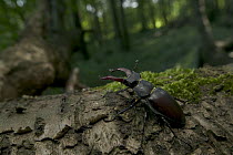 Stag Beetle (Lucanidae) crawling on tree trunk, Bourgogne, France