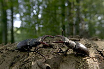 Stag Beetle (Lucanidae) pair facing off, Bourgogne, France