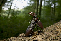 Stag Beetle (Lucanidae) pair fighting, Bourgogne, France