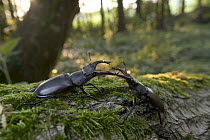 Stag Beetle (Lucanidae) pair fighting on a tree trunk, Bourgogne, France
