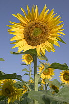 Common Sunflower (Helianthus annuus) field, Bourgogne, France