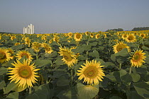 Common Sunflower (Helianthus annuus) field with fodder silo, Bourgogne, France