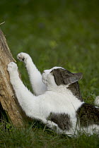 Domestic Cat (Felis catus) sharpening its claws on a tree, France