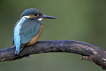 Common Kingfisher (Alcedo atthis) portait, Yonne, France