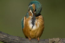 Common Kingfisher (Alcedo atthis) preening, Yonne, France