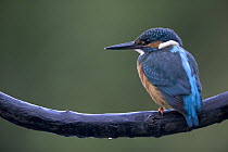 Common Kingfisher (Alcedo atthis) portrait, Yonne, France