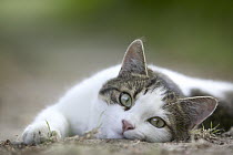 Domestic Cat (Felis catus) laying on the ground, France