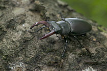 Stag Beetle (Lucanidae) on tree, France