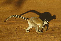 Ring-tailed Lemur (Lemur catta) walking on dirt road, vulnerable, Berenty Private Reserve, Madagascar