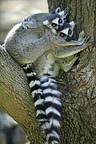 Ring-tailed Lemur (Lemur catta) mother and baby sitting in tree, vulnerable, Berenty Private Reserve, Madagascar