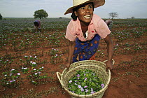 Rosy Periwinkle (Catharanthus roseus) harvested by Malagasy woman, leaves and flowers used for anti-cancer medicine, Berenty Private Reserve, Madagascar