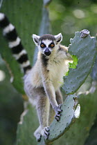 Ring-tailed Lemur (Lemur catta) eating Opuntia (Opuntia sp) cactus, introduced from South America, it became a very important food subsistance for Lemurs, cattle and even humans, vulnerable, Berenty P...