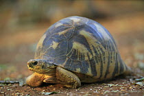 Radiated Tortoise (Geochelone radiata) close up portrait, vulnerable, Berenty Private Reserve, Madagascar