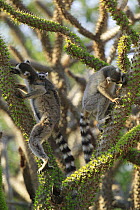 Ring-tailed Lemur (Lemur catta) trio feeding on fresh leaves of the Madagascan Ocotillo (Alluaudia procera) vulnerable, Berenty Private Reserve, Madagascar