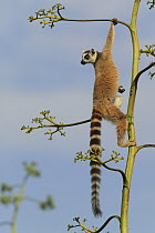 Ring-tailed Lemur (Lemur catta) climbing Aloe (Aloe vahombe) to feed on flowers, vulnerable, Berenty Private Reserve, Madagascar
