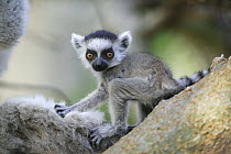 Ring-tailed Lemur (Lemur catta) baby portrait, vulnerable, Berenty Private Reserve, Madagascar