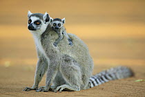 Ring-tailed Lemur (Lemur catta) mother with baby climbing on her back, vulnerable, Berenty Private Reserve, Madagascar