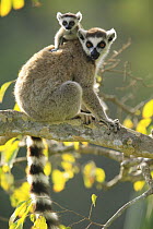 Ring-tailed Lemur (Lemur catta) mother with baby climbing on her back, vulnerable, Berenty Private Reserve, Madagascar
